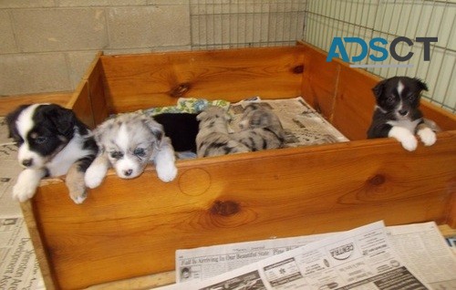 Australian Shepherd puppies