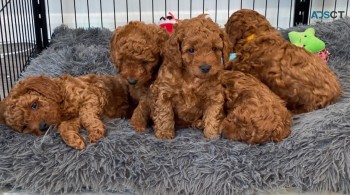  Cockapoo Puppies Available