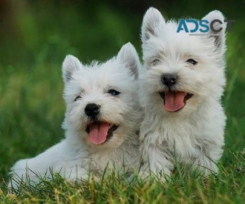 West Highland Terrier Puppies 