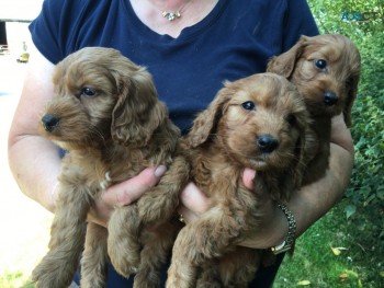 Cockapoo Puppies Available