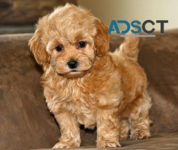 The Best Maltipoo Puppies  for sale