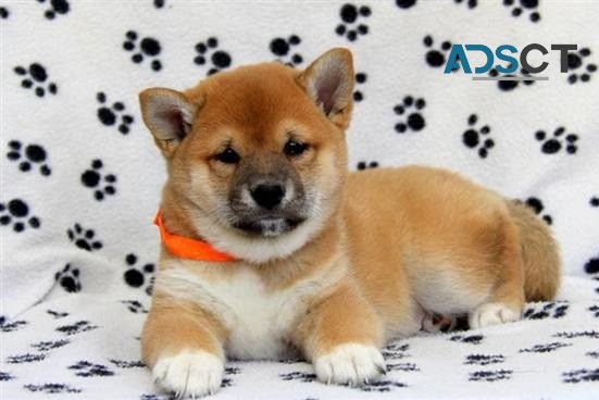 Shiba Inu puppies 