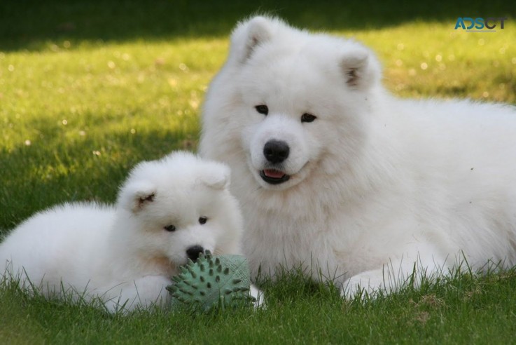 Samoyed puppies  