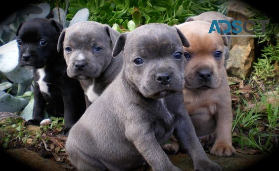 Staffordshire Bull Terrier puppies