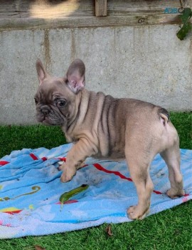 French Bulldog Puppies 