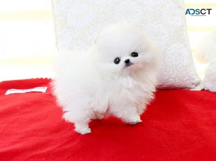 White Portable Pomeranian Puppies 4sale 