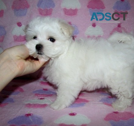 Maltese puppies