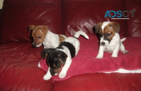 Jack Russell Terrier puppies 