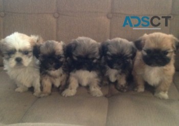 Shih Tzu puppies 