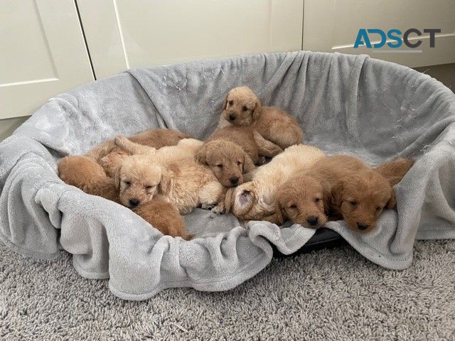 Adorable  Labradoodle  Puppies  