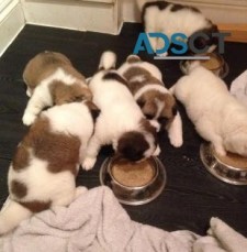 Akita puppies