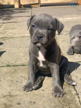 Blue Staffordshier Bull terrier Puppies 