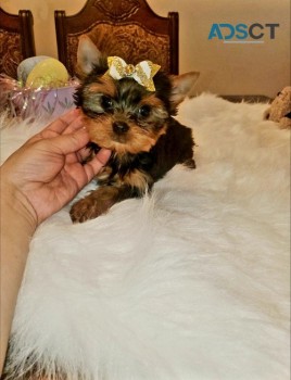 Miniature Yourkshire Terrier puppies