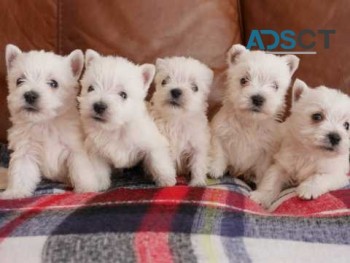 Stunning West Highland Terrier Puppies