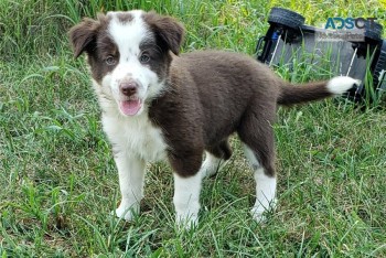 Border Collie pupppies for  sale