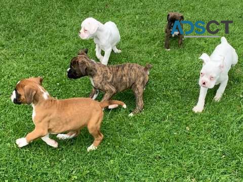 Kc Bobtail White Boxer Puppy (ready Now)