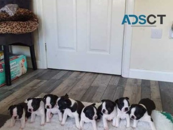 Kc Reg Boston Terrier Puppies ready 2 go