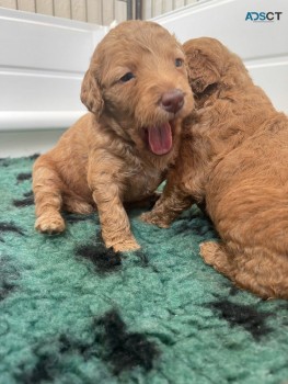 Two   Labradoodle  Puppies  