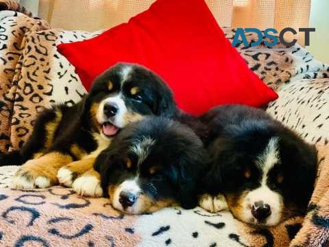 Kc Registered Bernese Mountain Dog Pupps