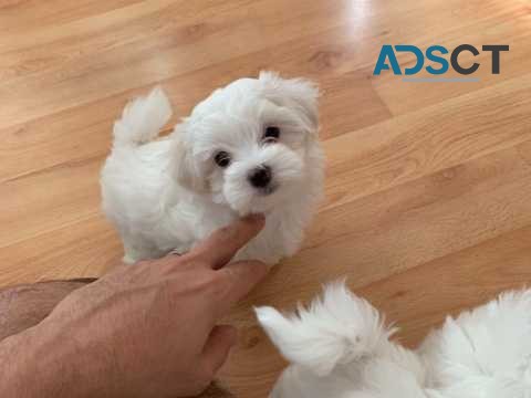 5 Bichon Frise Pups