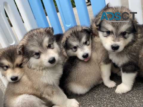 Alaskan Malamute Puppies for sale 