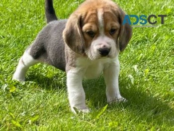 Ready To Leave Kc Reg Beagle Puppies