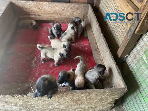 Pure Turkish Kangal Puppys