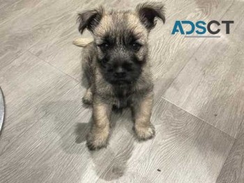 Beautiful Cairn Terrier Pups for sale 