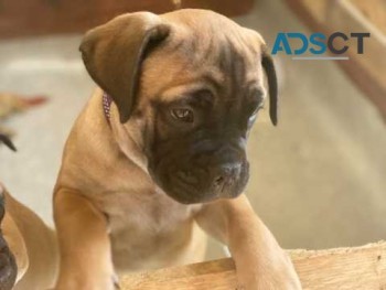 Ready Now - Kc Bullmastiff Pups