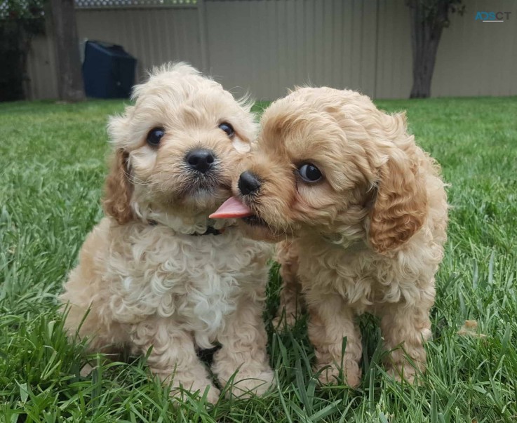 Healthy Cavoodle Puppies For Adoption