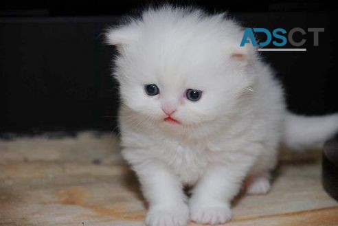 TINY White Teacup Persian Kittens 4 u 