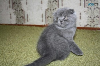 Blue Scottish Fold Kittens  for new home