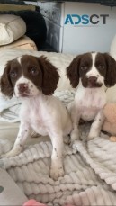 Springer Spaniel PUPPIES  FOR SALE 