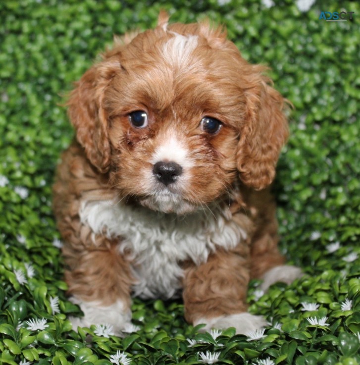 Marvelous  Cavoodle Puppies For Adoption