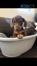 Beautiful Miniature Dachshund Puppies