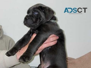 Blue Cane Corso Puppies