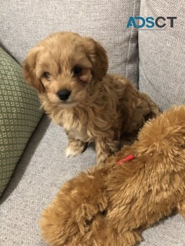 Cute Cavoodle Puppies For Adoption