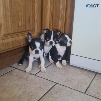 Blue Boston Terrier Puppies