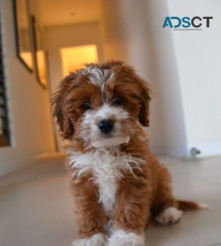 Adorable Cavoodle Puppies For Adoption