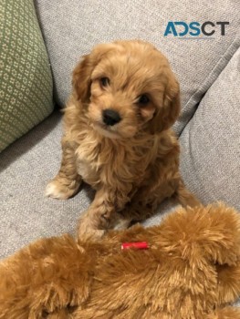 Mature  Cavoodle Puppies For Adoption