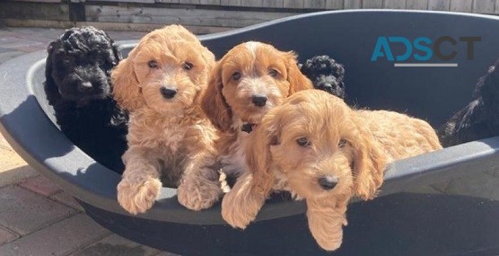 Cockapoo Puppies Available