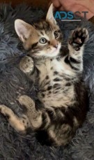 Beautiful  Egyptian Mau Kittens