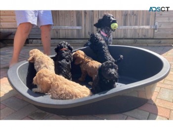 Cockapoo Puppies Available