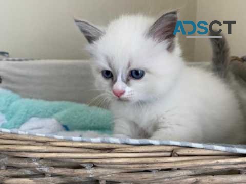 Adorable Siberian Kittens for sale