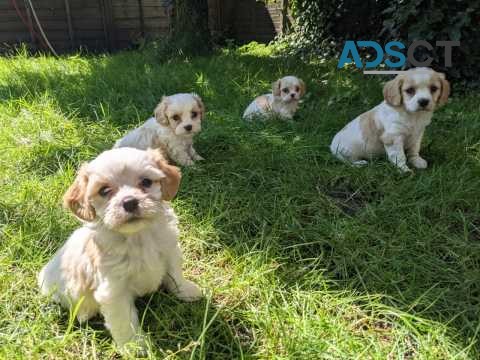 Gorgeous friendly, outgoing puppies.