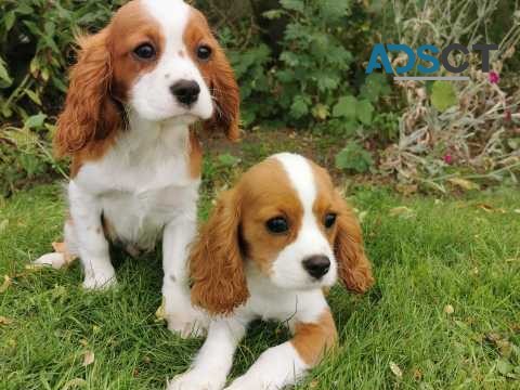 Cavalier King Charles Puppies 4 sale 