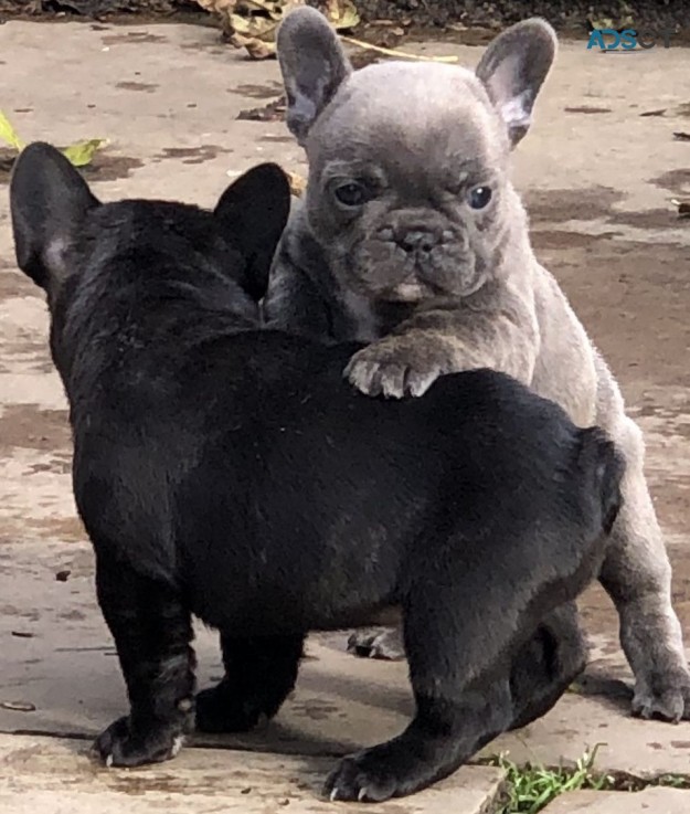 KC registered French bulldog puppies.