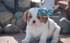 Cavalier King Charles Puppies