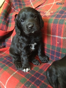 Cocker Spaniel puppies for sale 