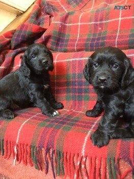 Cocker Spaniel puppies for sale 